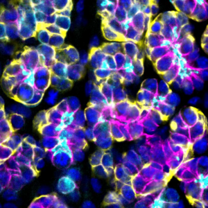 Immunofluorescence image of salivary gland tissue