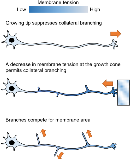 Tension along an axon - Shi Lab