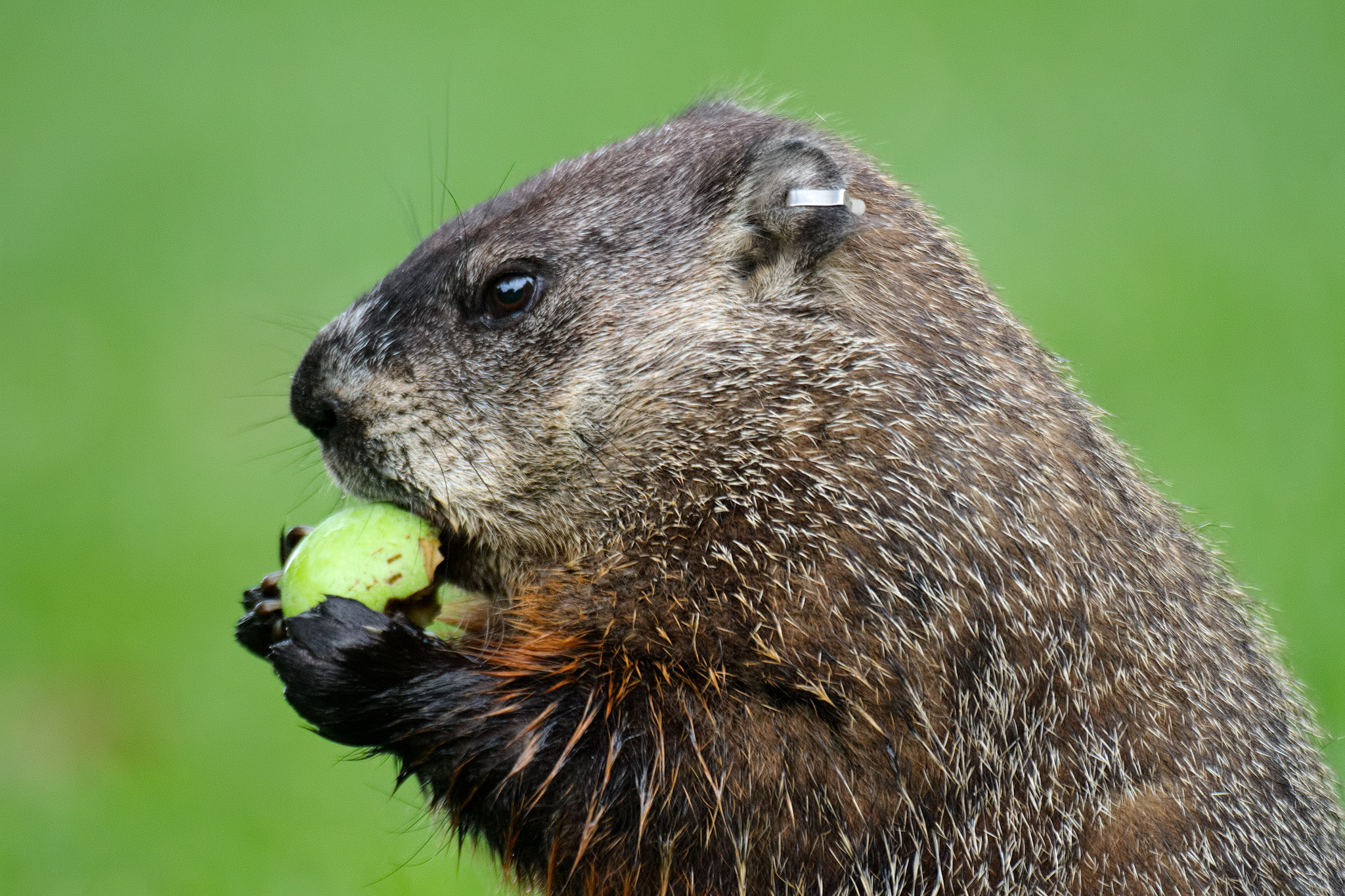 Сурок заслонщик. Лесной сурок (Marmota monax). Альпийский сурок (Байбак). Лесной сурок Байбак. Американский Лесной сурок.